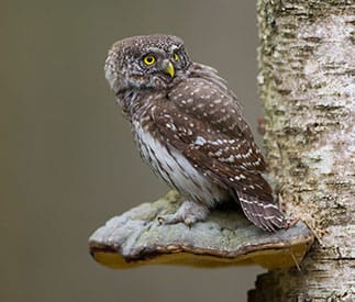 sóweczka