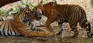 Dwa tygrysy ocierające się o siebie