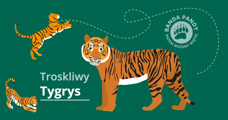 Adoptuj Troskliwego Tygrysa