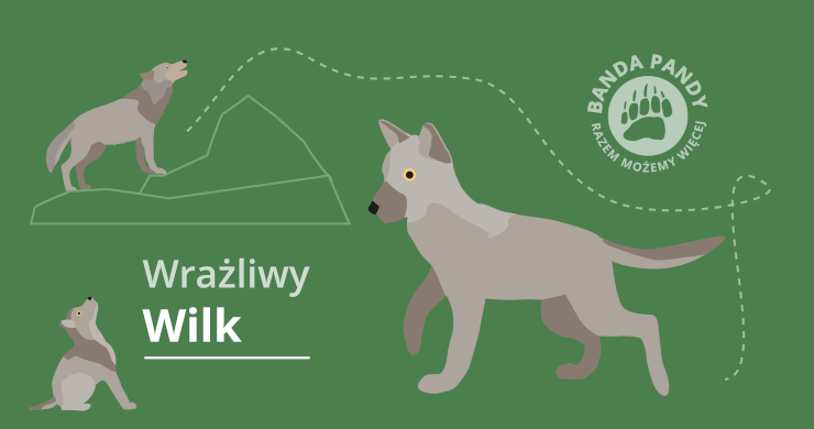 Adoptuj Wrażliwego Wilka
