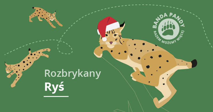 Adoptuj Rozbrykanego Rysia