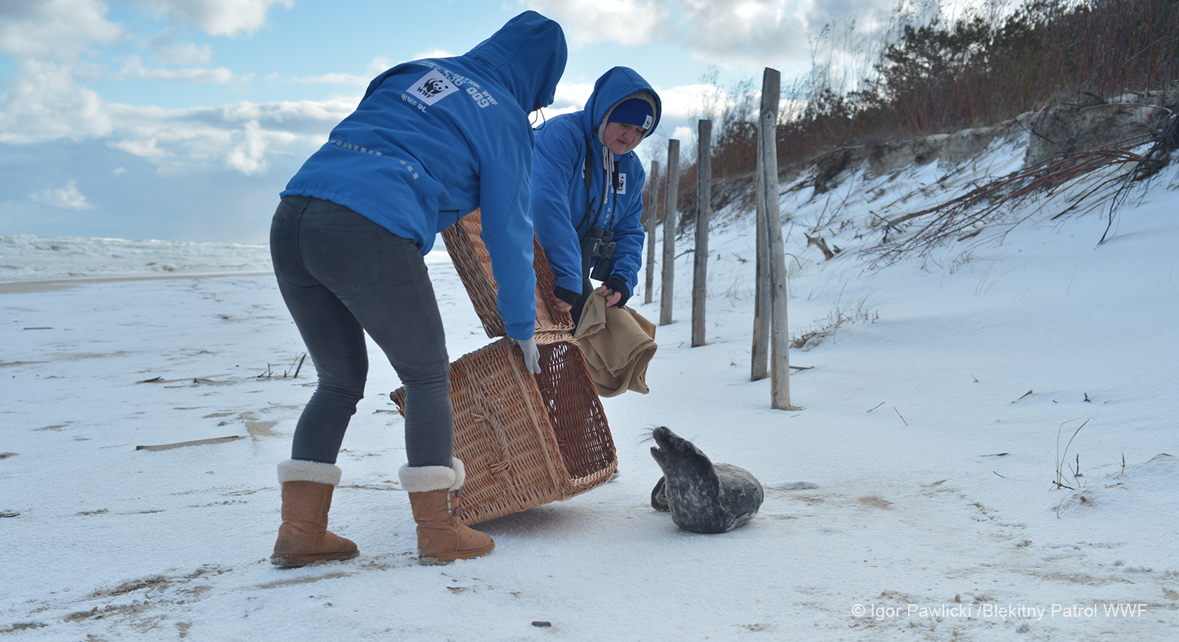 Wolontariusze Błękitnego Patrolu WWF odławiają młodą fokę na plaży