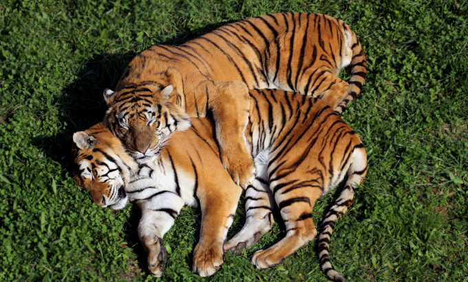Tygrysy przytulają się na trawie
