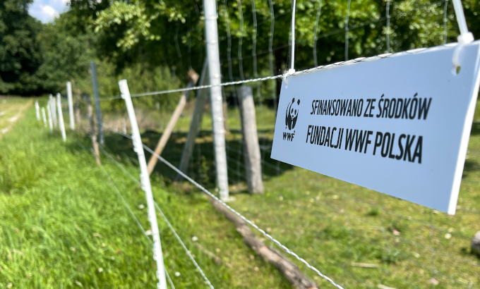 Ogrodzenia finansowane ze środków Fundacji WWF Polska, które pomagają współegzystować wilkom i hodowcom